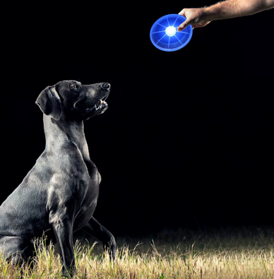 Light-Up Frisbee for Dogs – Play without limits, even at night
