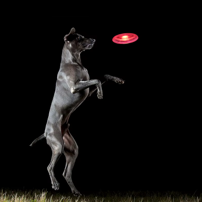 Light-Up Frisbee for Dogs – Play without limits, even at night